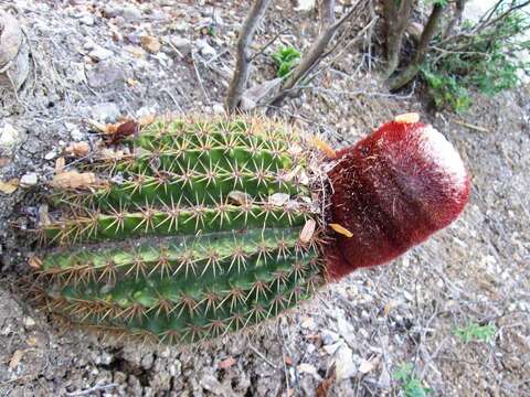 Image of Melocactus intortus subsp. intortus