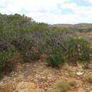 Image of Ficus brachypoda (Miq.) Miq.