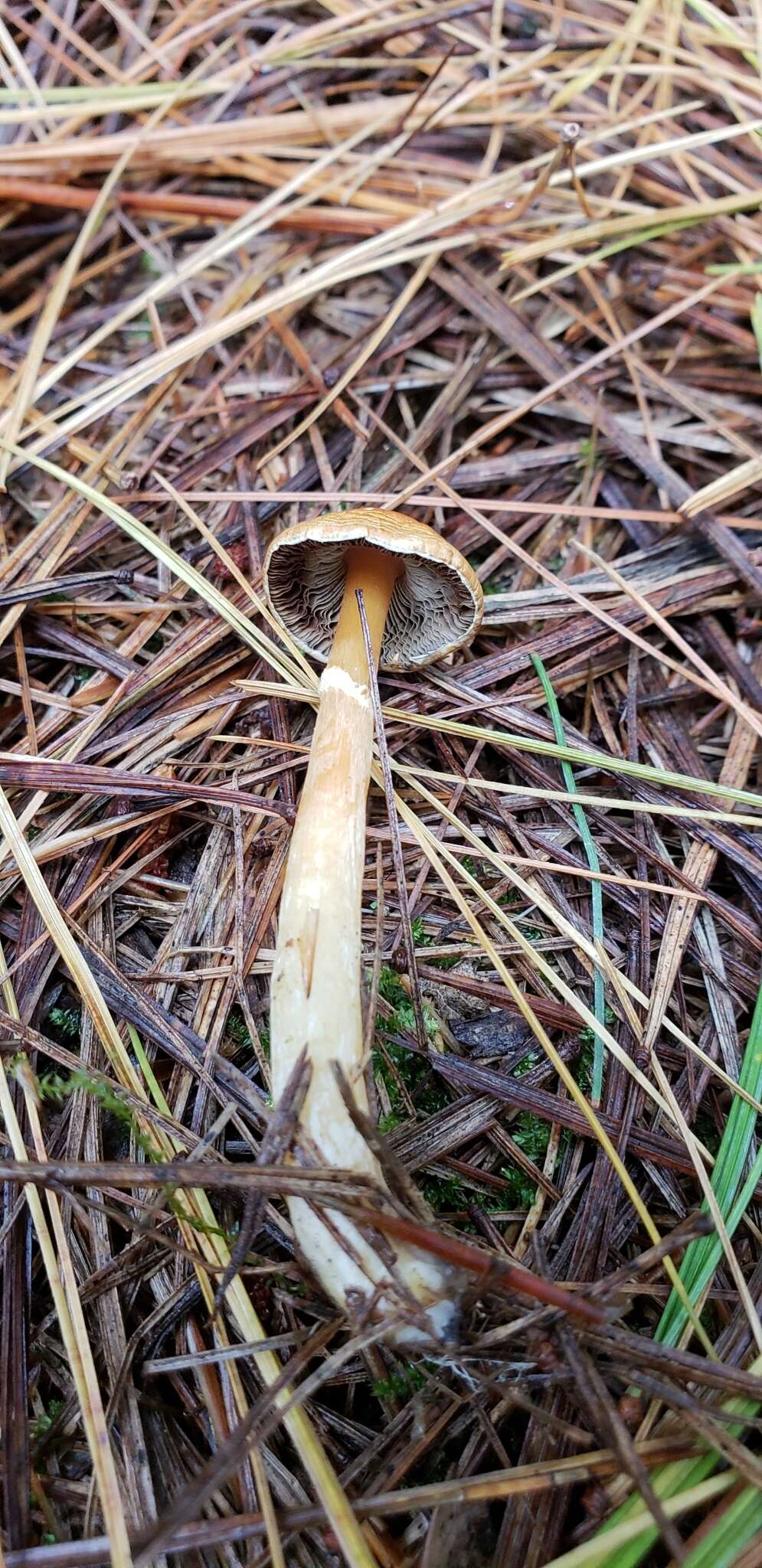 Plancia ëd Agaricus pallens (J. E. Lange) L. A. Parra 2013