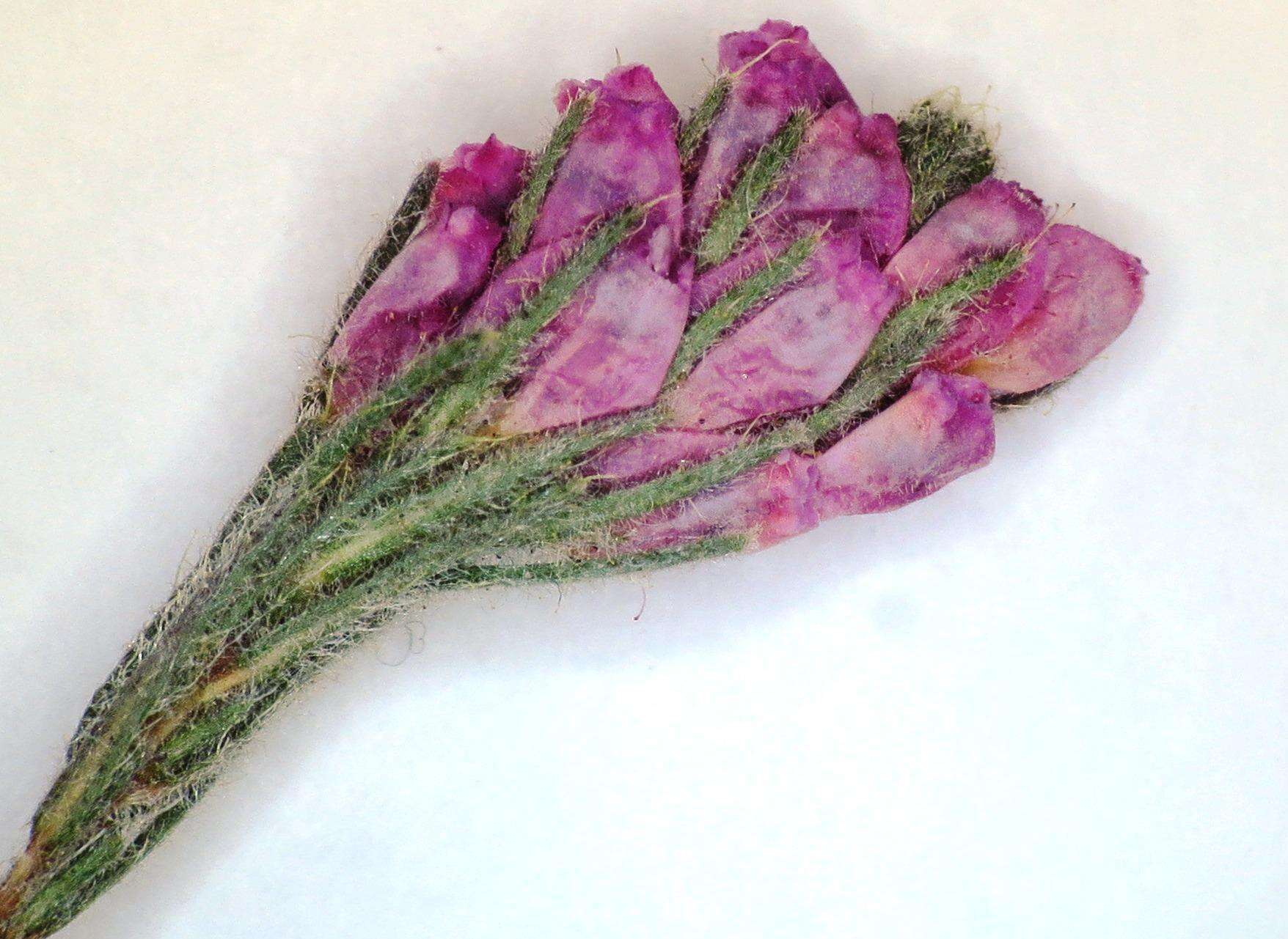 Image of Erica alopecurus var. alopecurus