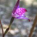 Image of Purple enamel orchid
