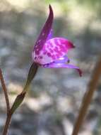 Image of Purple enamel orchid