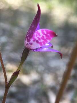 Image of Purple enamel orchid
