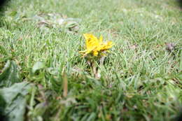 Image of Common Dandelion