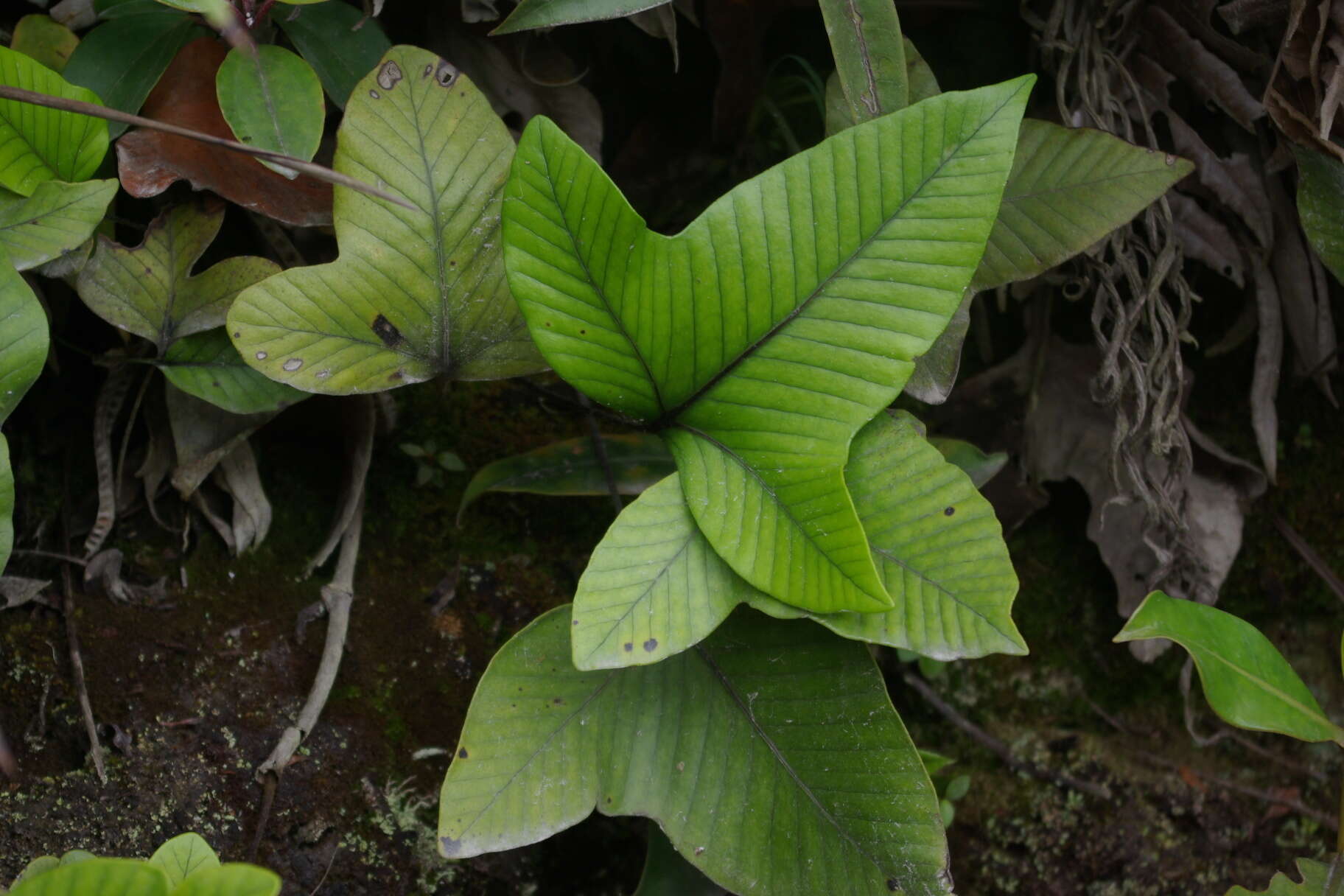 Image of Selliguea triloba (Houtt.) M. G. Price