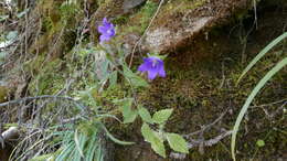 Imagem de Campanula pallida Wall.