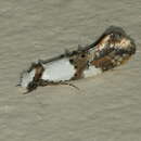 Image of Blotched monopis moth