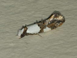 Image of Blotched monopis moth