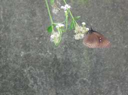 Image of Euploea midamus Linnaeus 1758