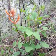 صورة Erythrina leptorhiza DC.