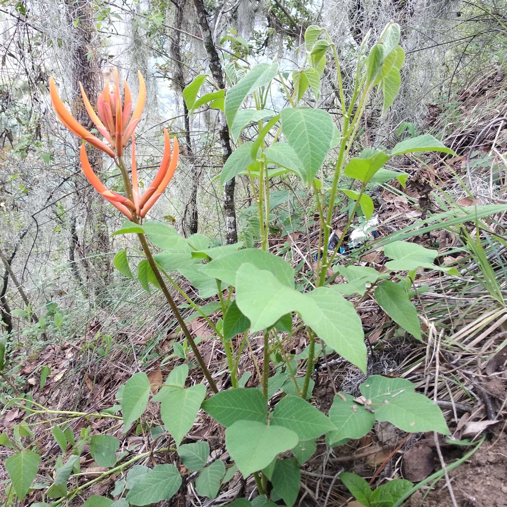 Plancia ëd Erythrina leptorhiza DC.