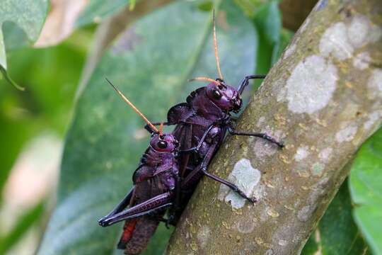 Image of lubber grasshopper