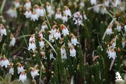 Imagem de Cassiope fastigiata (Wall.) D. Don