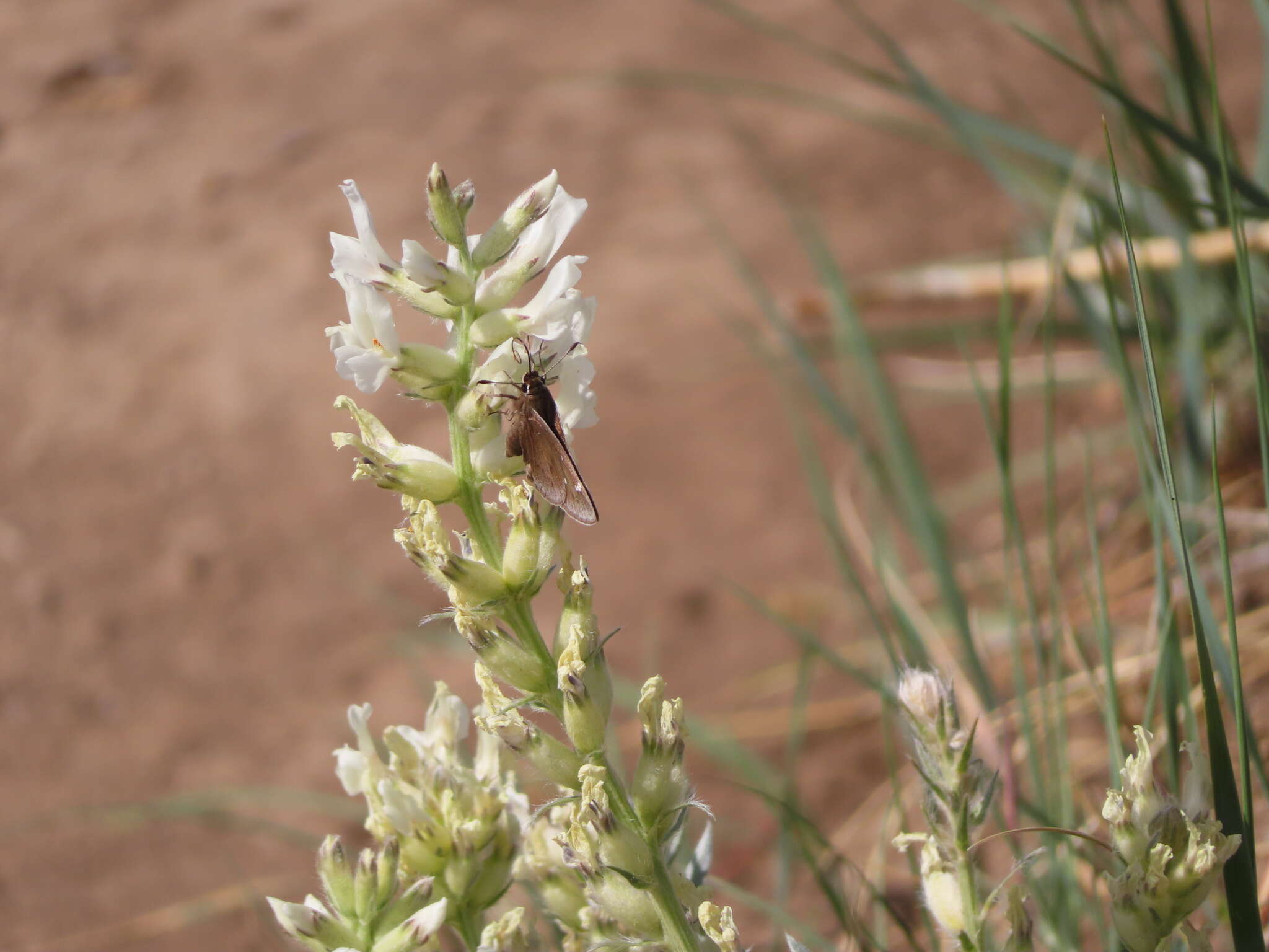 Image of Atrytonopsis hianna turneri Freeman 1948