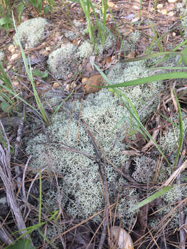 Слика од Cladonia evansii Abbayes