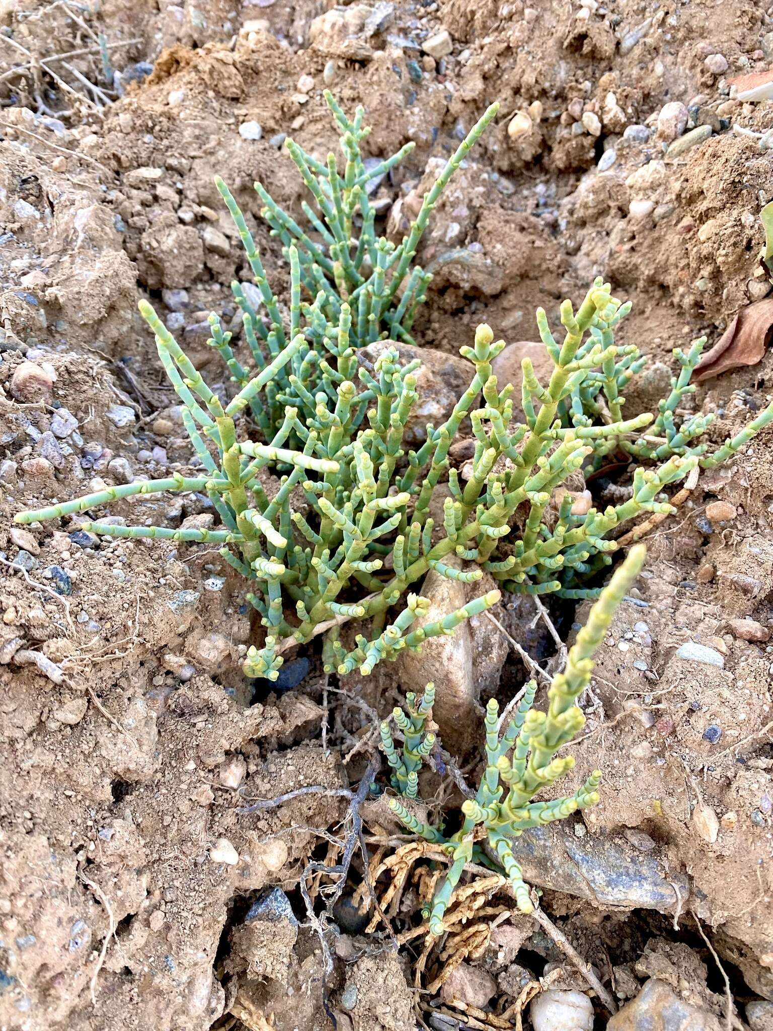 Image of Shrubby Glasswort