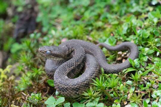 Image of Godman's Montane Pit Viper