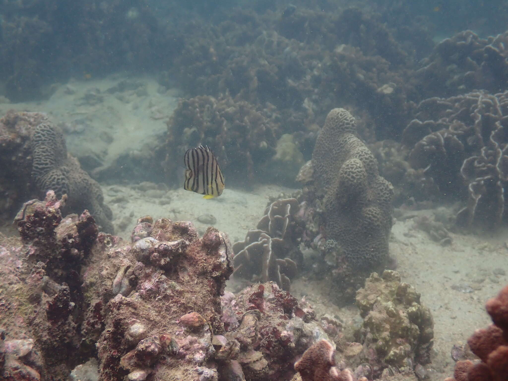 Image of Eight Banded Butterflyfish