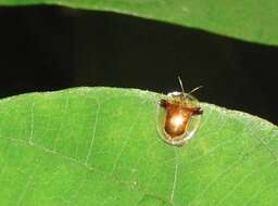 Image of Aspidimorpha (Aspidimorpha) furcata (Thunberg 1789)