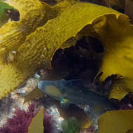 Image of Brown-striped leatherjacket