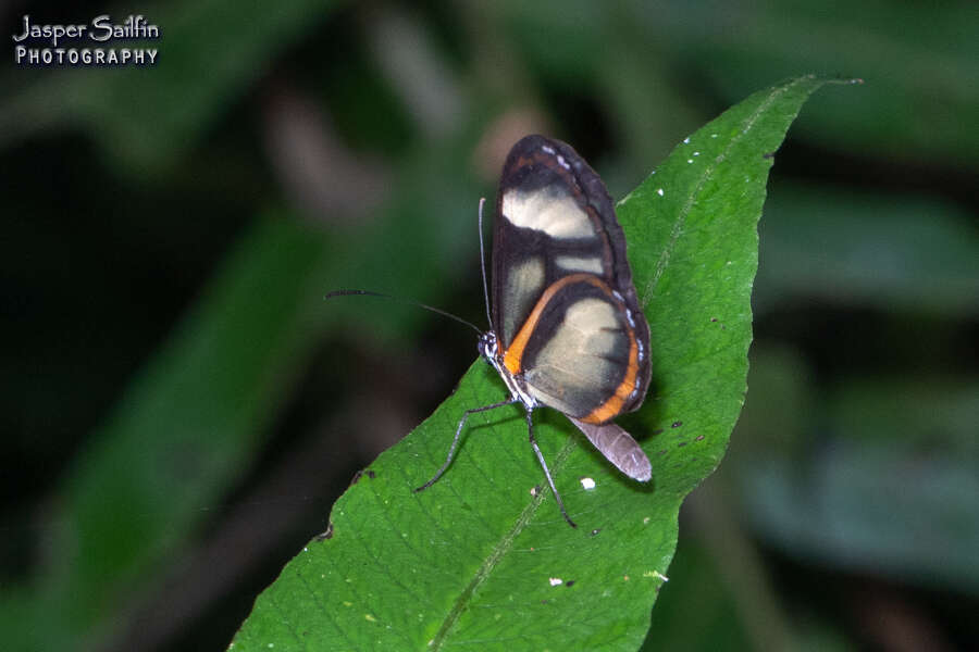 Plancia ëd Pteronymia vestilla sparsa Haensch 1903