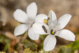 Imagem de Acmaeoderella adspersula (Illiger 1803)