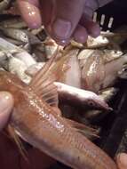 Image of East Atlantic Red Gurnard