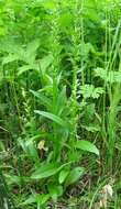 Image of Platanthera convallariifolia (Fisch. ex Lindl.) Lindl.