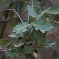 Image de Quercus undulata Torr.