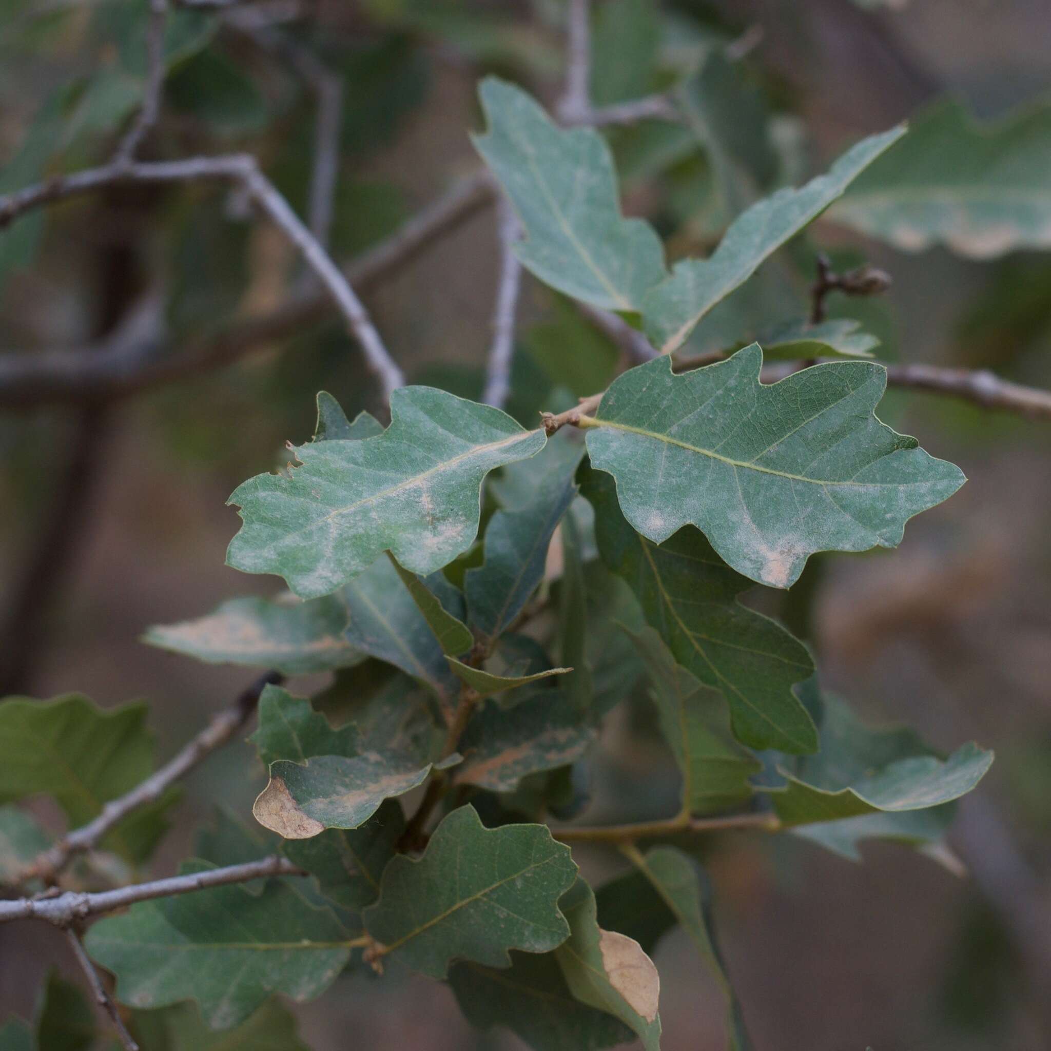 Image of Rocky Mountain Oak