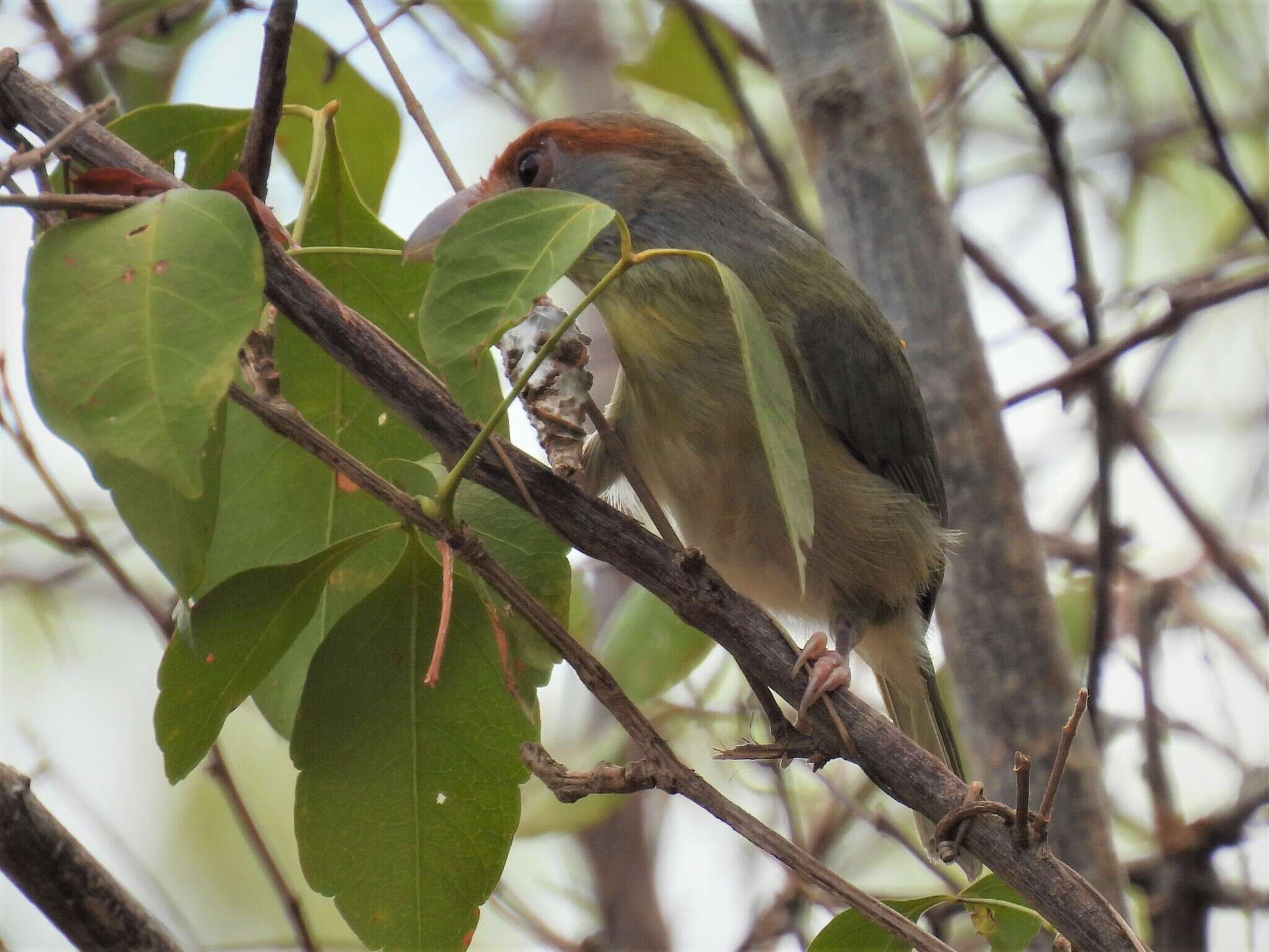 Слика од Cyclarhis gujanensis insularis Ridgway 1885