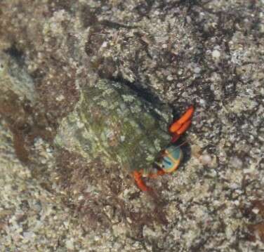 Image of California scarlet hermit crab