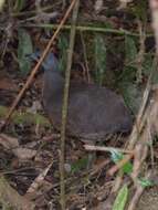 Image of Hooded Tinamou