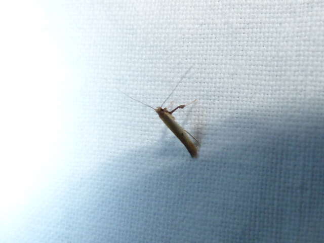 Image of Caloptilia violacella (Clemens 1860)