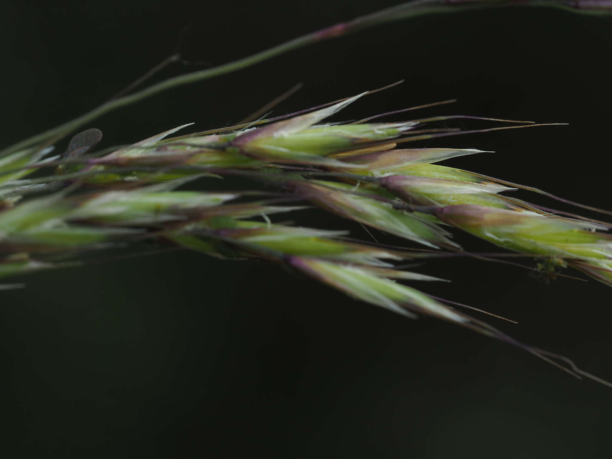 Plancia ëd Helictotrichon cantabricum (Lag.) Gervais