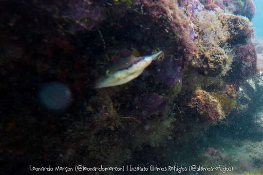 Image of Macaronesian Sharpnose-puffer