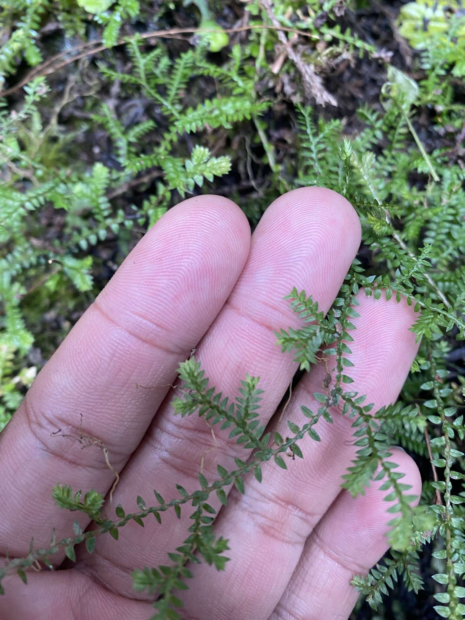 Image of Selaginella remotifolia Spring