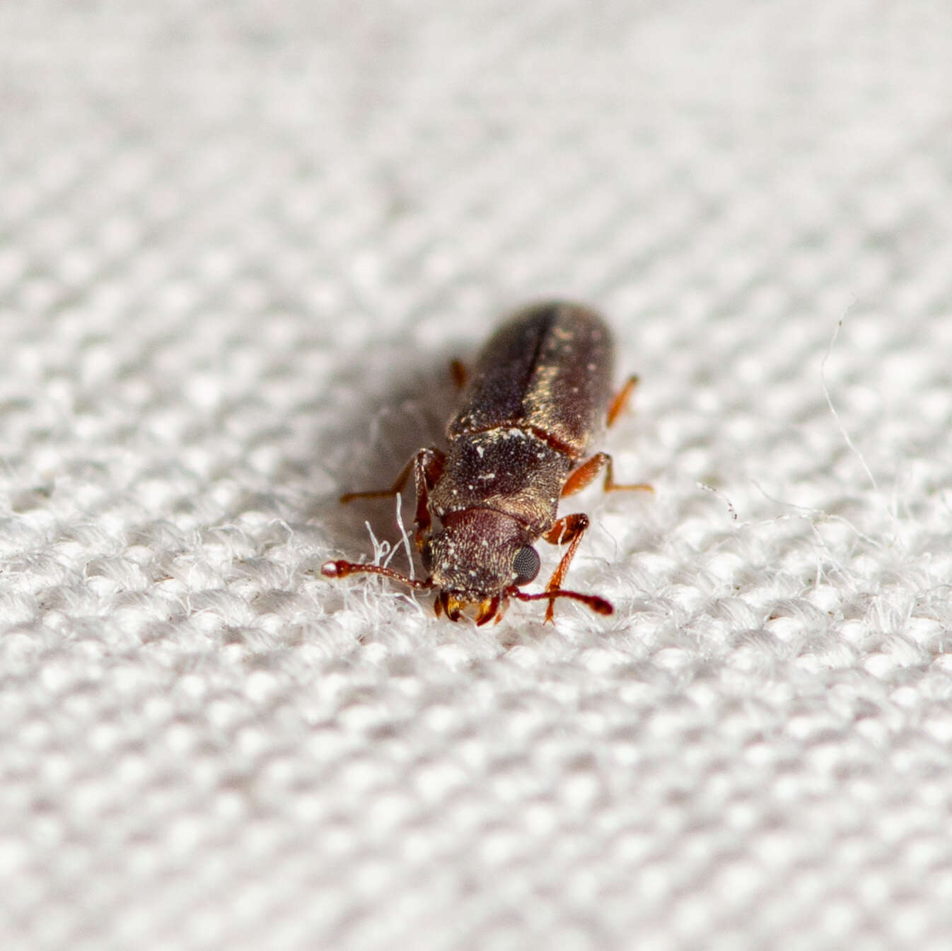 Image of Velvety Powderpost Beetle