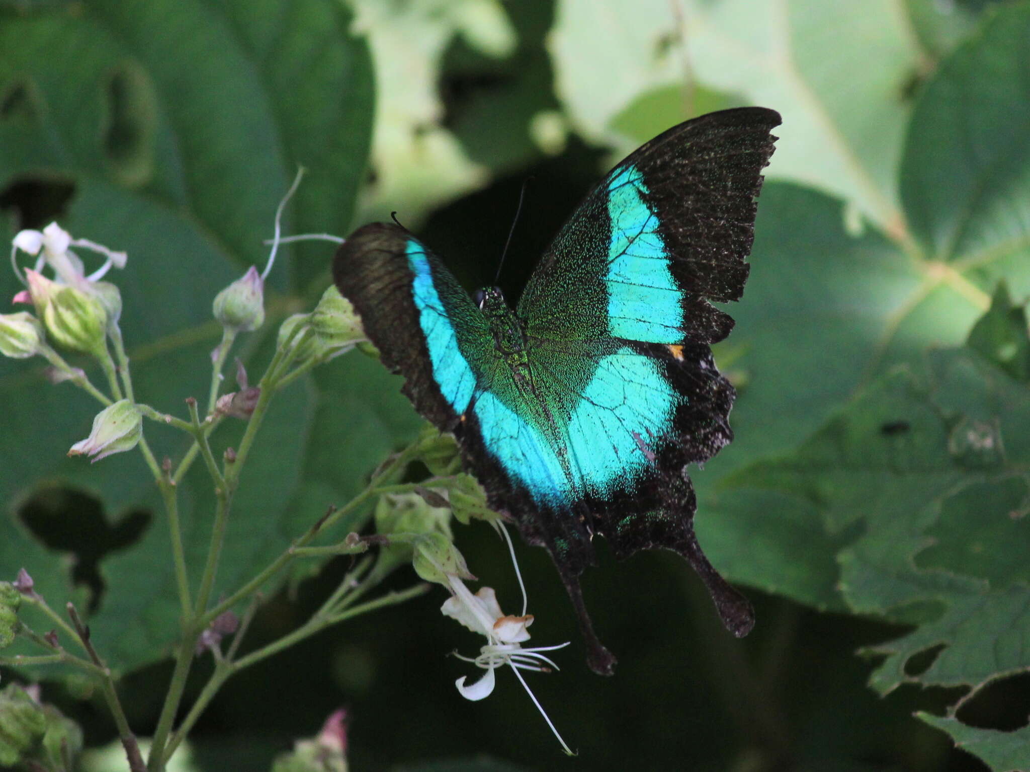 Image of Malabar Banded Peacock