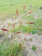 Sivun Sorghum leiocladum (Hack.) C. E. Hubb. kuva