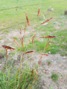 Image of Sorghum leiocladum (Hack.) C. E. Hubb.