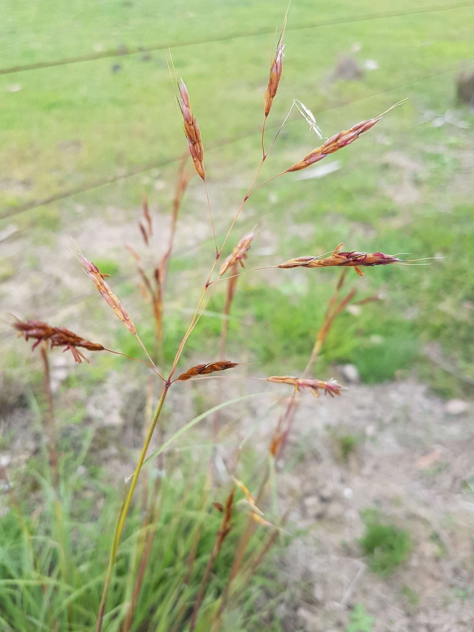 Imagem de Sorghum leiocladum (Hack.) C. E. Hubb.