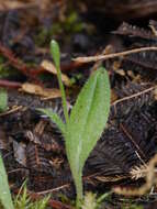 Sivun Aporostylis bifolia (Hook. fil.) Rupp & Hatch kuva