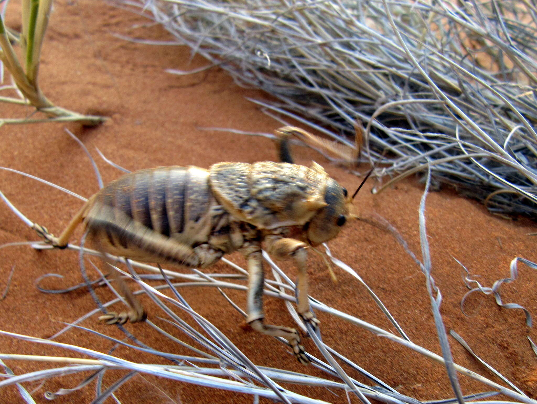 Imagem de Acanthoproctus diadematus (Stål 1858)