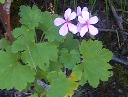 Image of Pelargonium acraeum R. A. Dyer