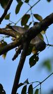 Image of Chestnut-tailed Starling