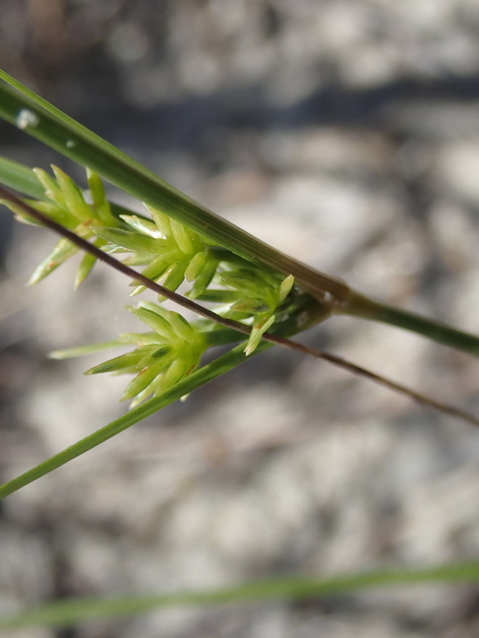 Image de Cyperus grayi Torr.