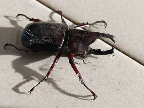 Image of Elephant Beetle