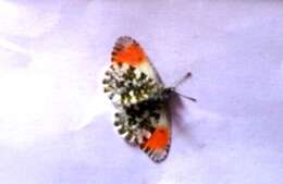 Image of orange tip