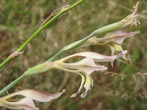 Imagem de Gladiolus permeabilis D. Delaroche